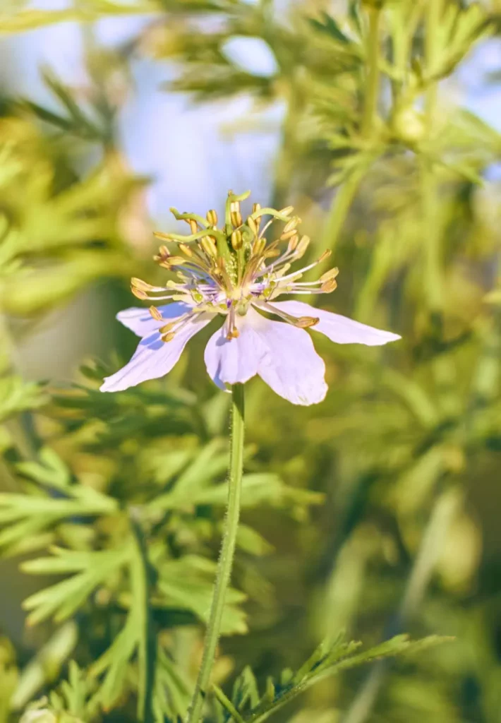 Fleur de nigelle
